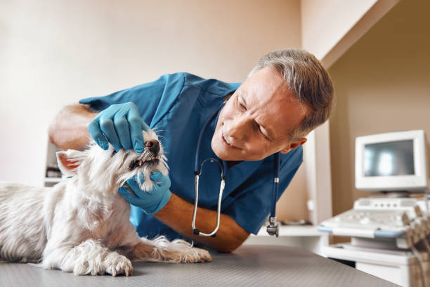 Best Emergency Treatment for Dental Infections or Abscesses in Shenandoah Junction, WV